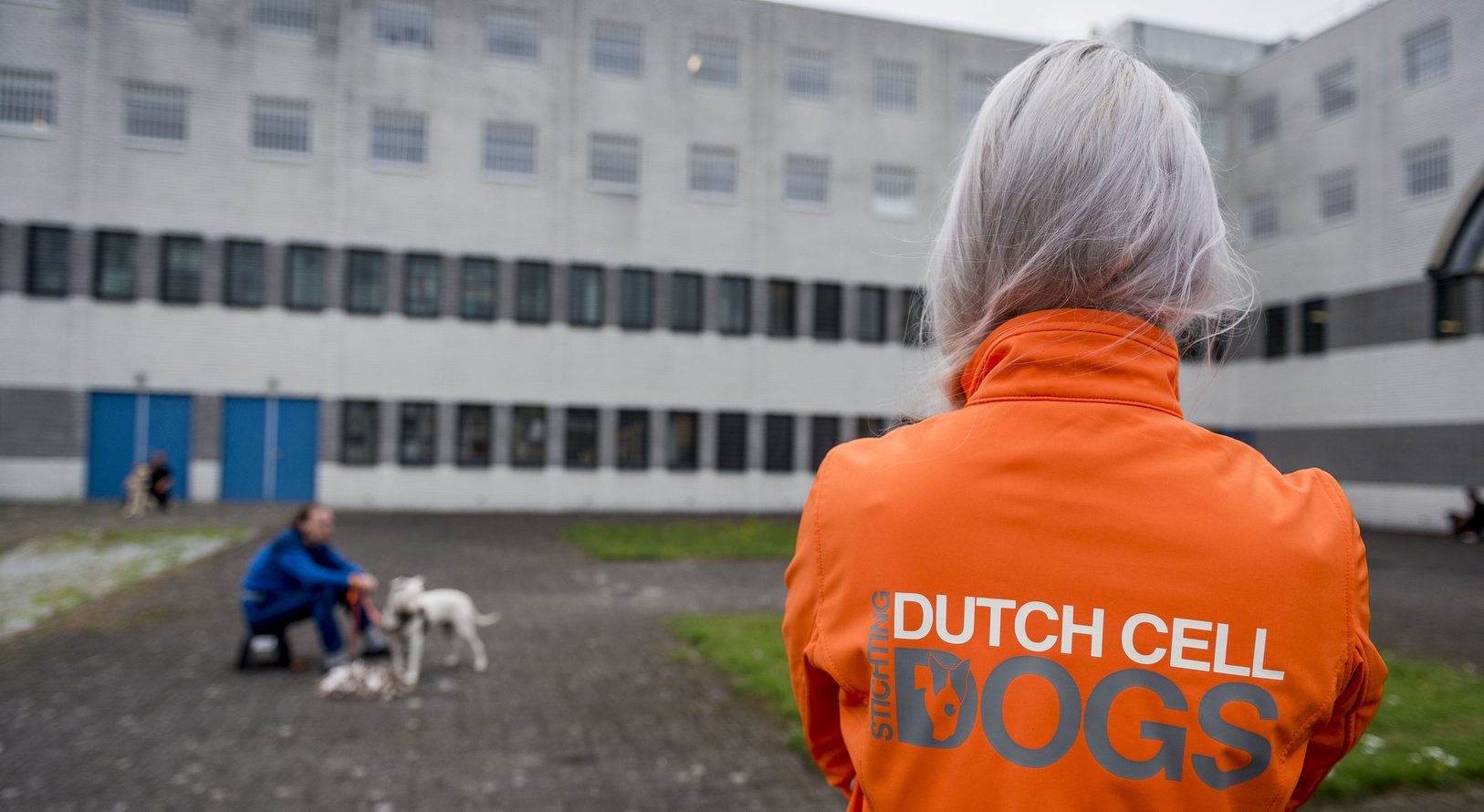 Demodag Dutch Cell Dogs